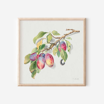 Botanical Illustration - 2663425