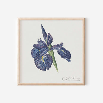 Blue Iris Illustration