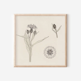 Wildflower Sketch - Julie de Graag